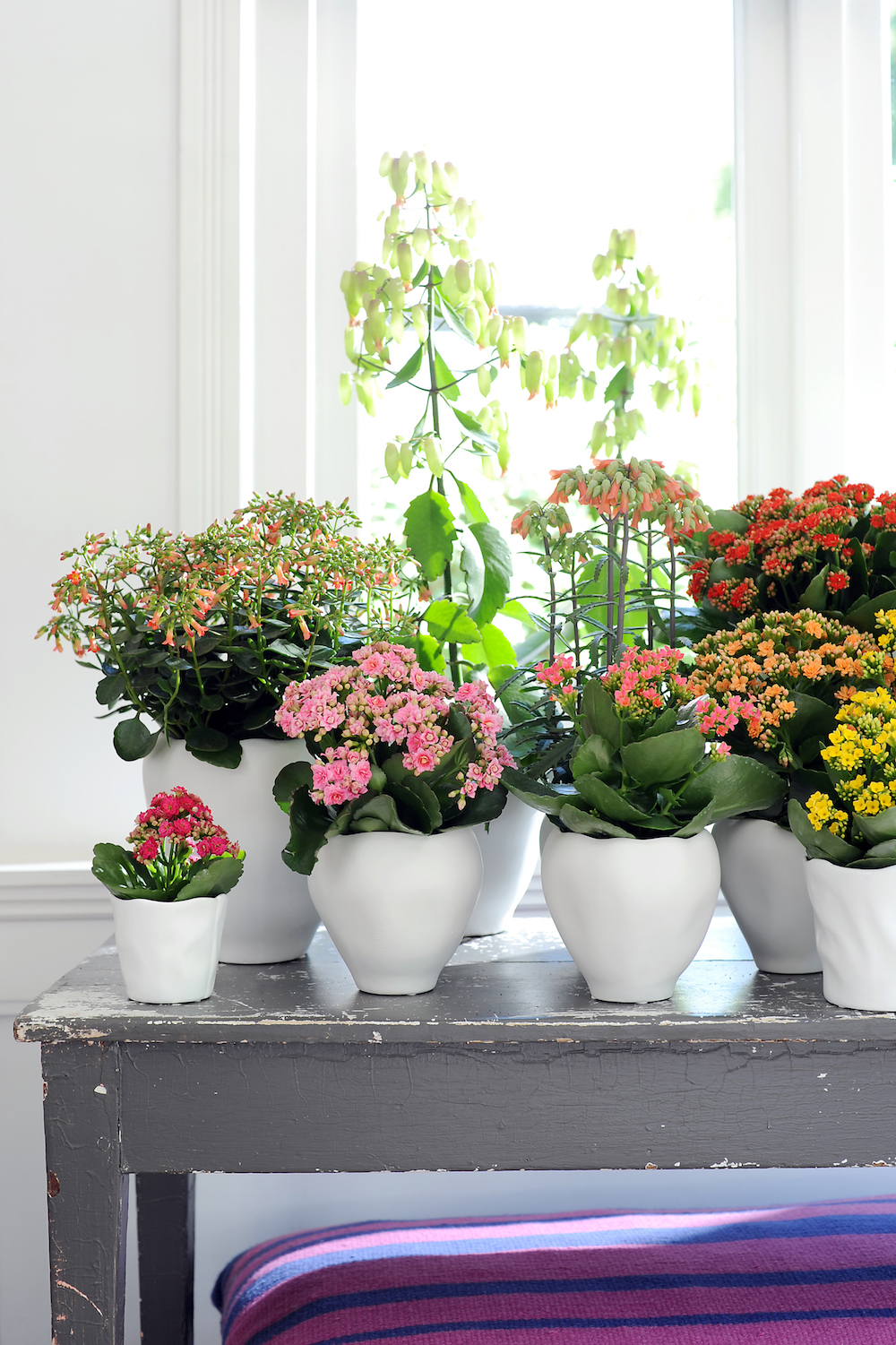 Styling ID tips en trends Breng sfeer in het interieur met een Kalanchoë diverse
