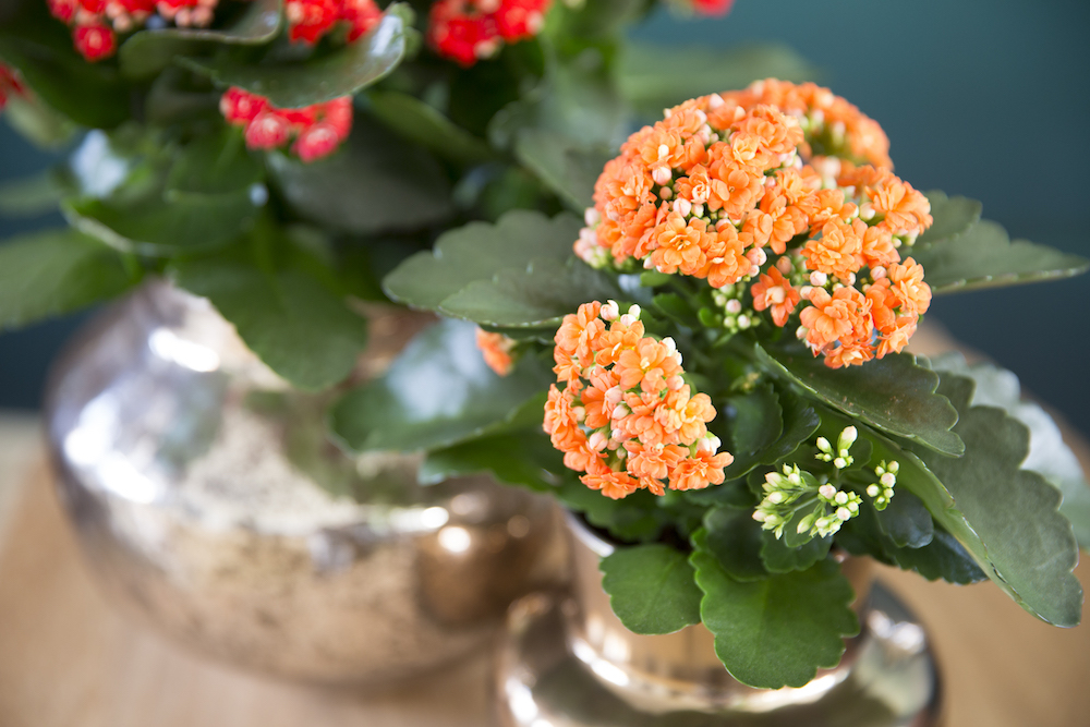 Styling ID tips en trends Breng sfeer in het interieur met een Kalanchoëmini