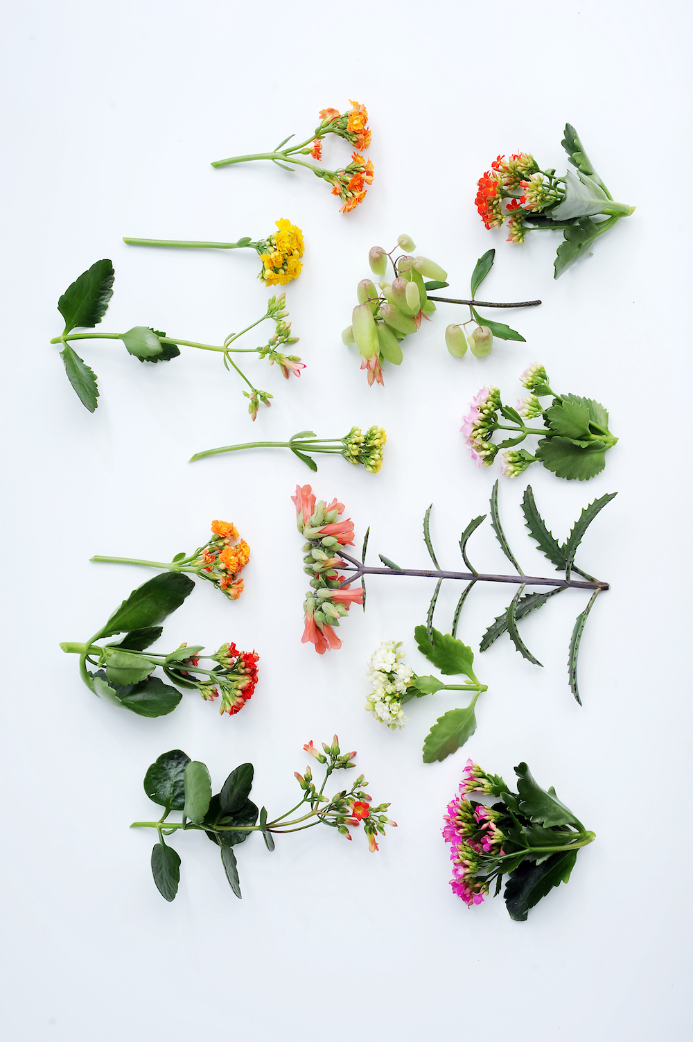 Styling ID tips en trends Breng sfeer in het interieur met een Kalanchoë soorten