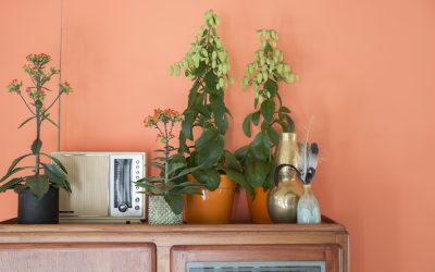 Breng sfeer in het interieur met een Kalanchoë