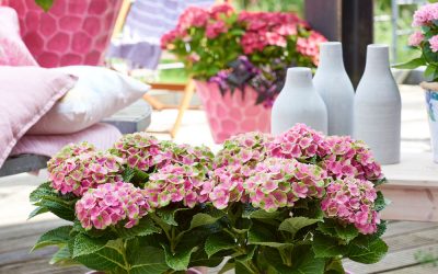Magische hortensia’s kleuren het seizoen