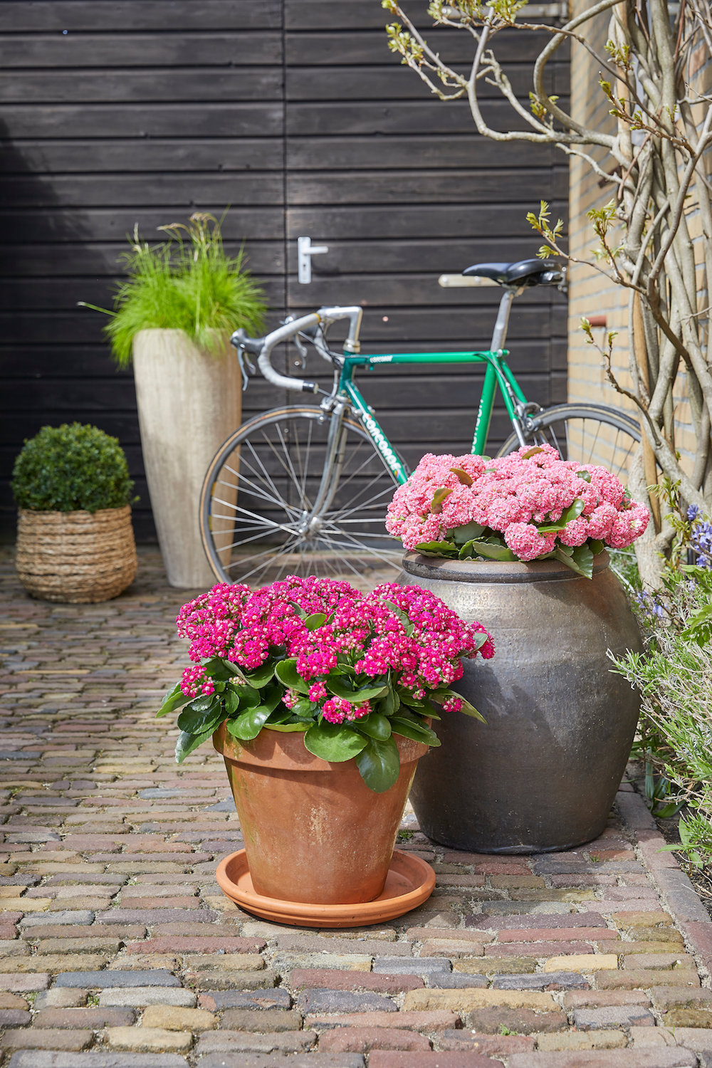 Styling ID Tips en Trends De ideale terrasplant is de Kalanchoë Garden 3