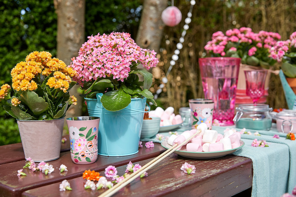 Styling ID Tips en Trends De ideale terrasplant is de Kalanchoë Garden 4