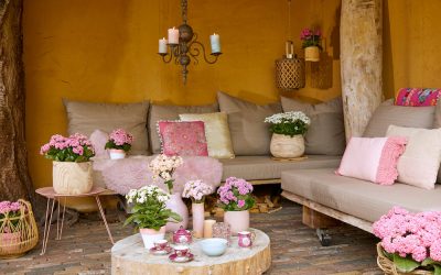 De ideale terrasplant is de Kalanchoë  ‘Garden’