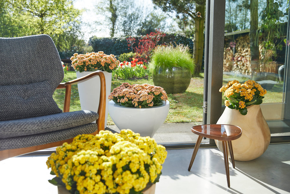 Styling ID Tips en Trends De ideale terrasplant is de Kalanchoë Garden 5.jpg
