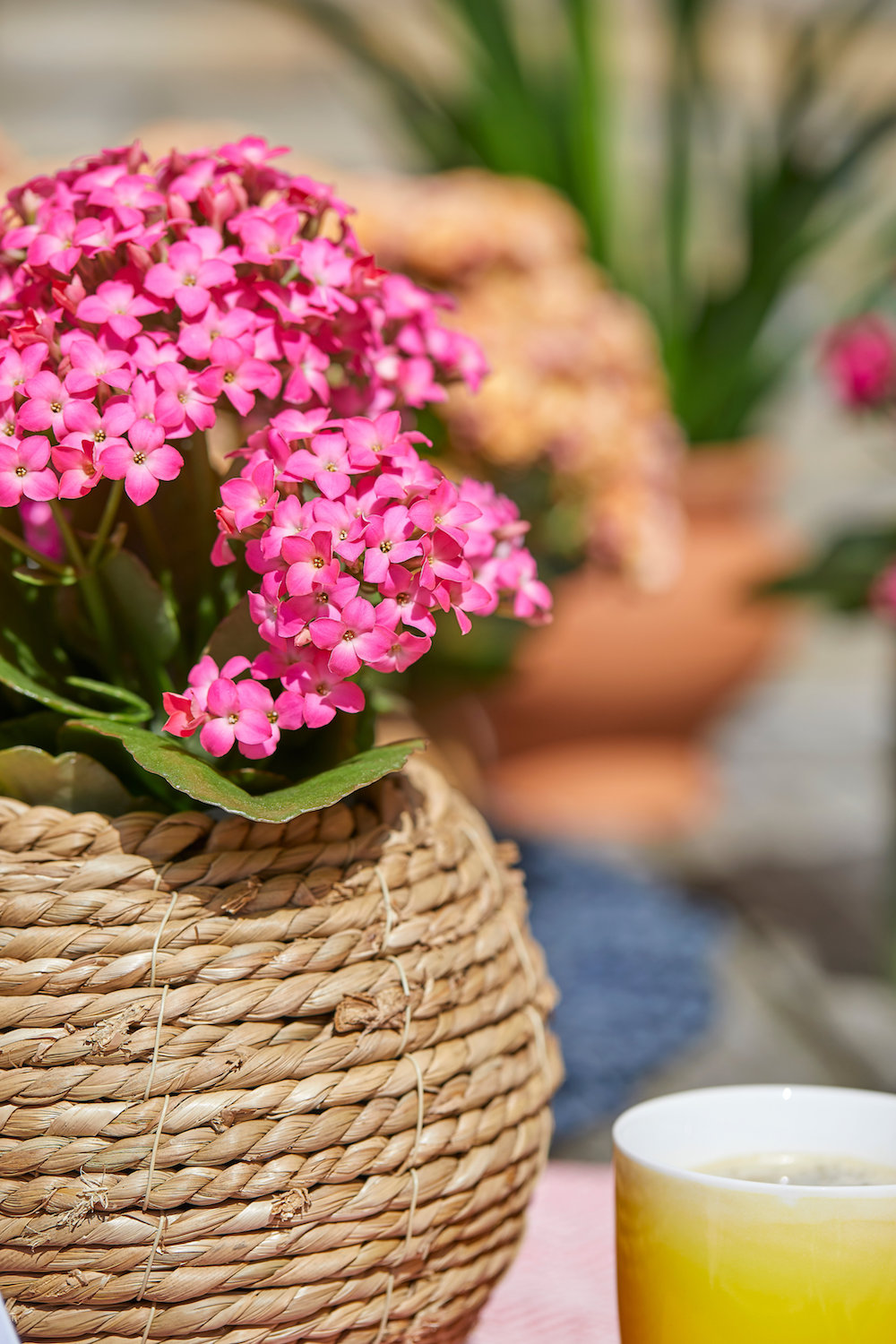Styling ID Tips en Trends De ideale terrasplant is de Kalanchoë Garden 7