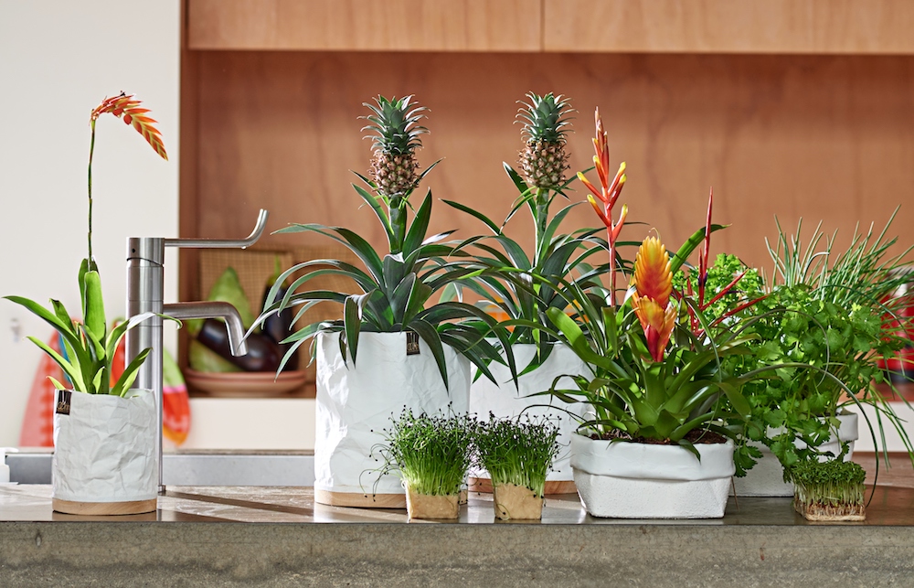 Styling ID Tips en Trends Groene trend- met kamerplanten een binnentuintje creeeren 2