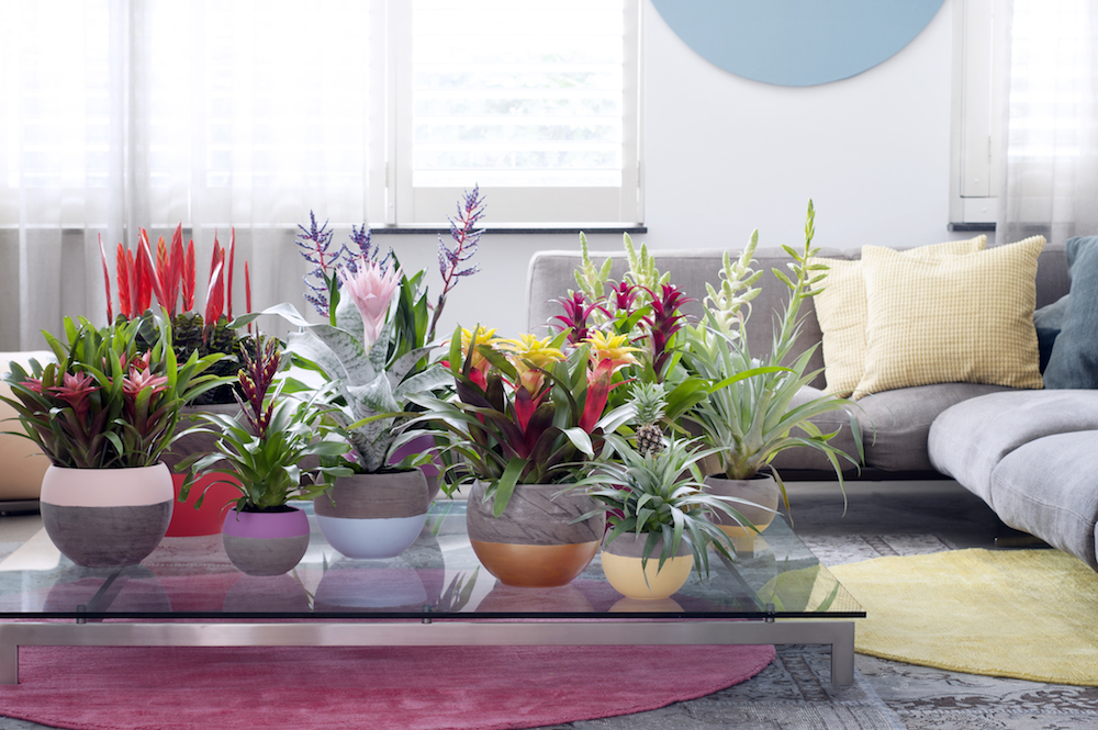 Styling ID Tips en Trends Groene trend- met kamerplanten een binnentuintje creeeren 3