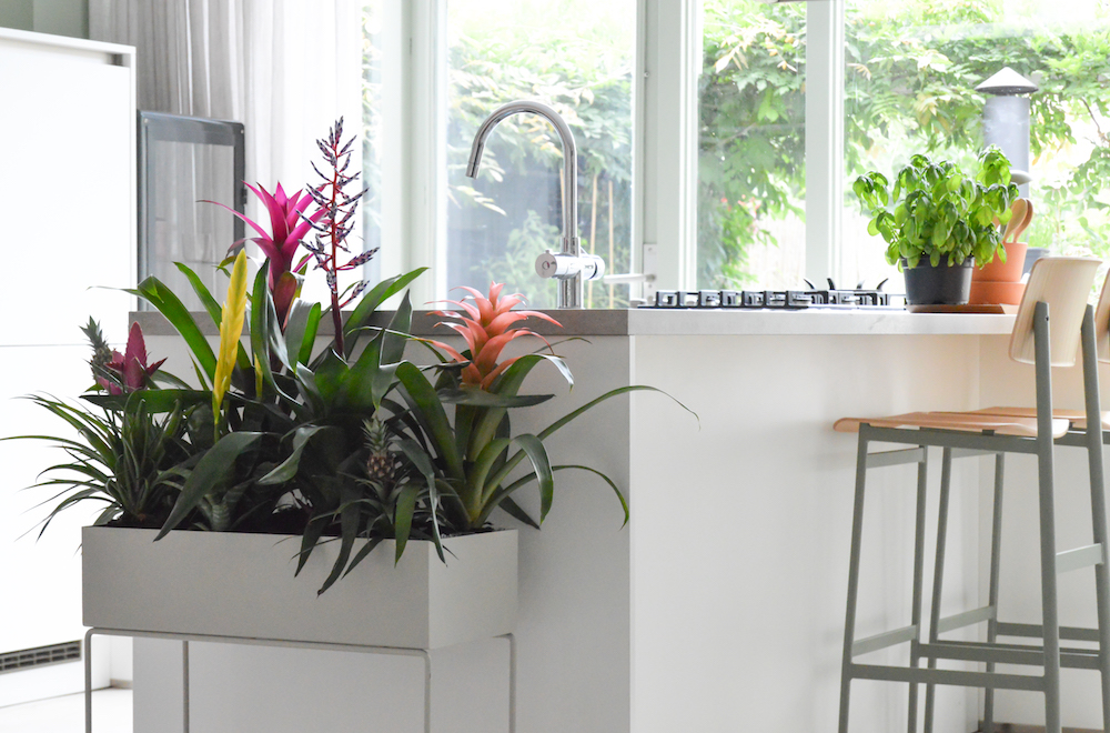 Styling ID Tips en Trends Groene trend- met kamerplanten een binnentuintje creeeren 4