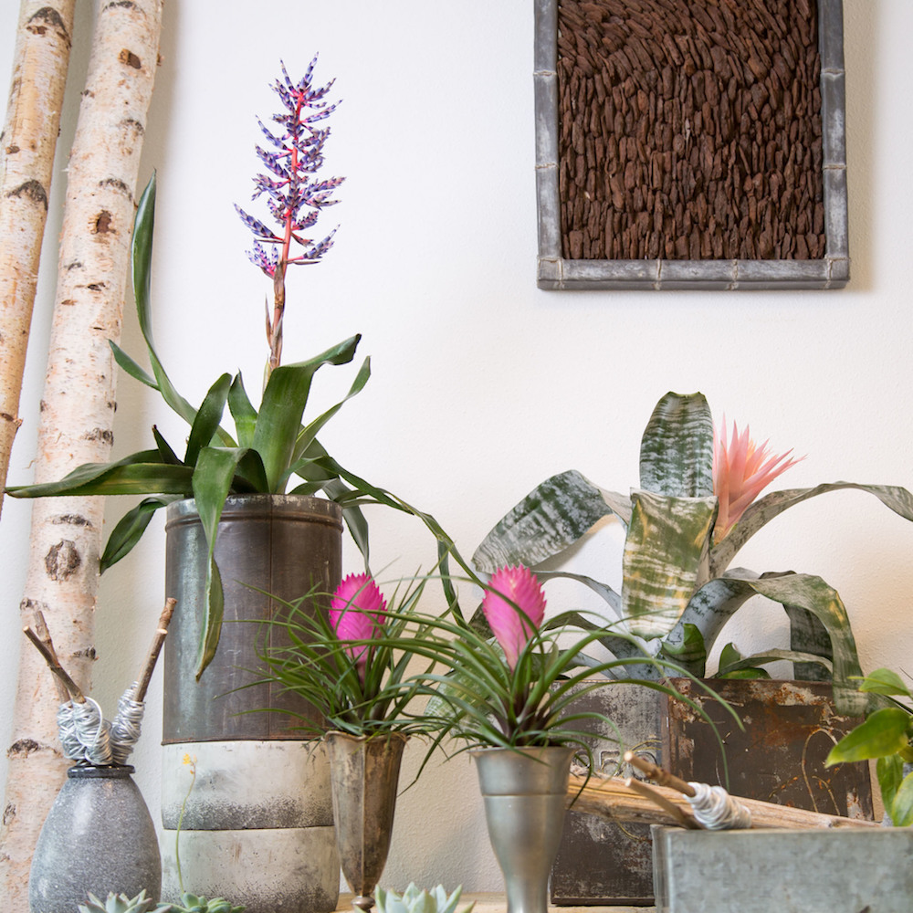 Styling ID Tips en Trends Groene trend- met kamerplanten een binnentuintje creeeren 5