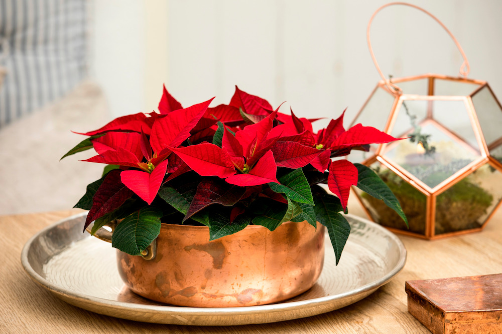 Styling ID Tips en Trends Stralende mini plantjes voor binnen 2