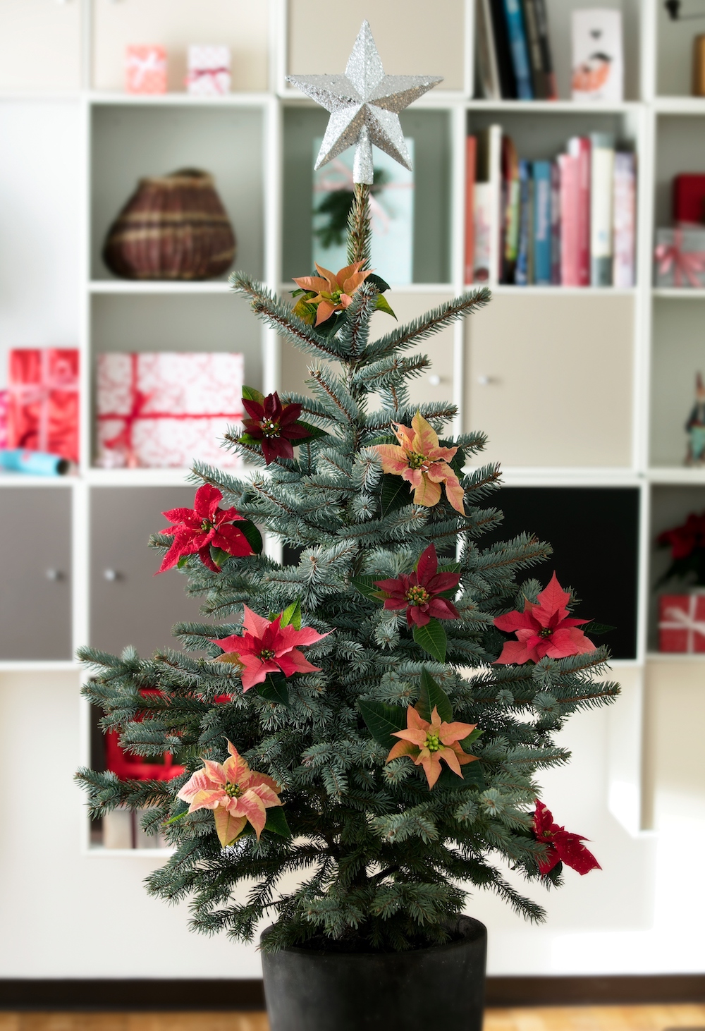 Styling ID Tips en Trends Stralende mini plantjes voor binnen 4