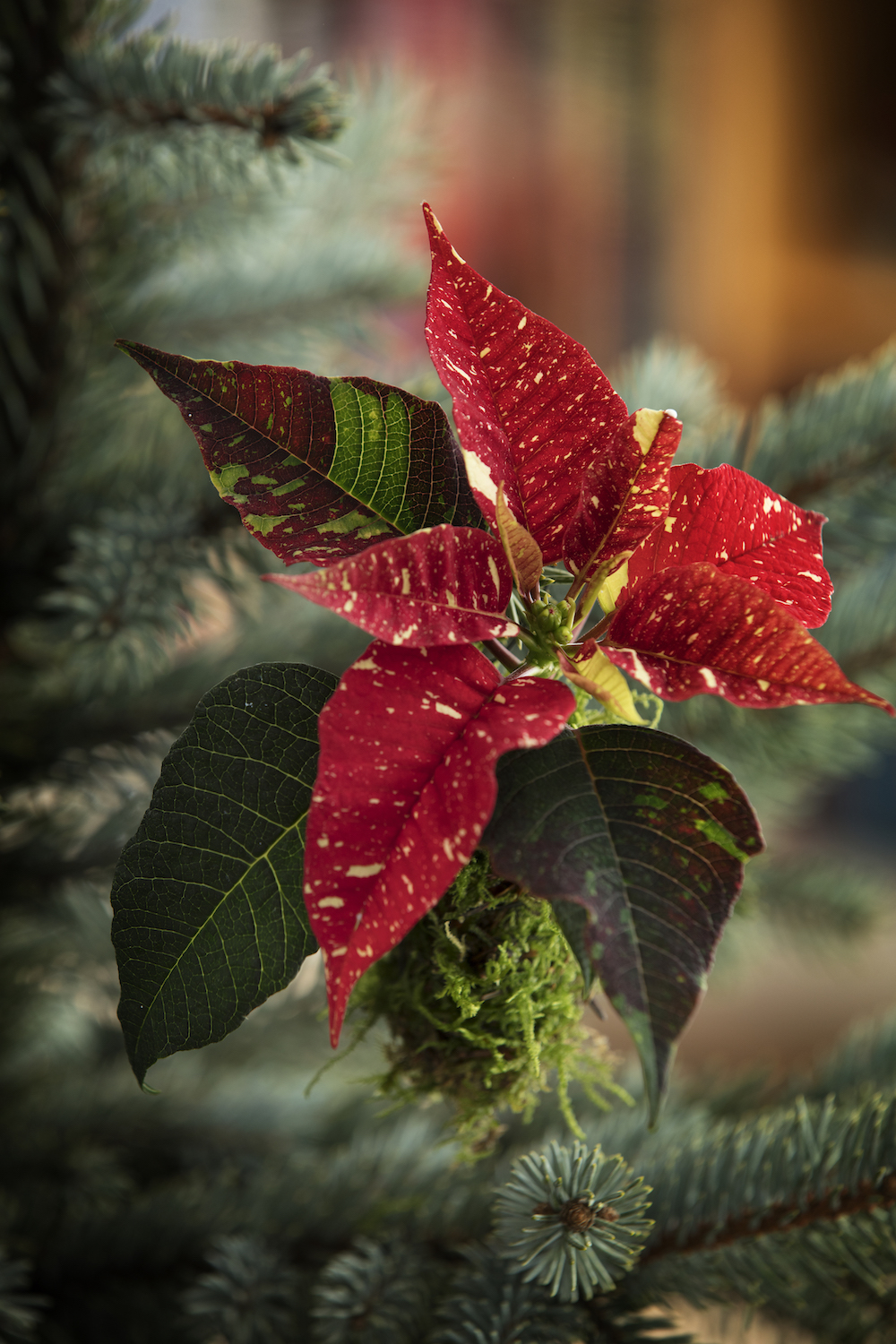Styling ID Tips en Trends Stralende mini plantjes voor binnen 7