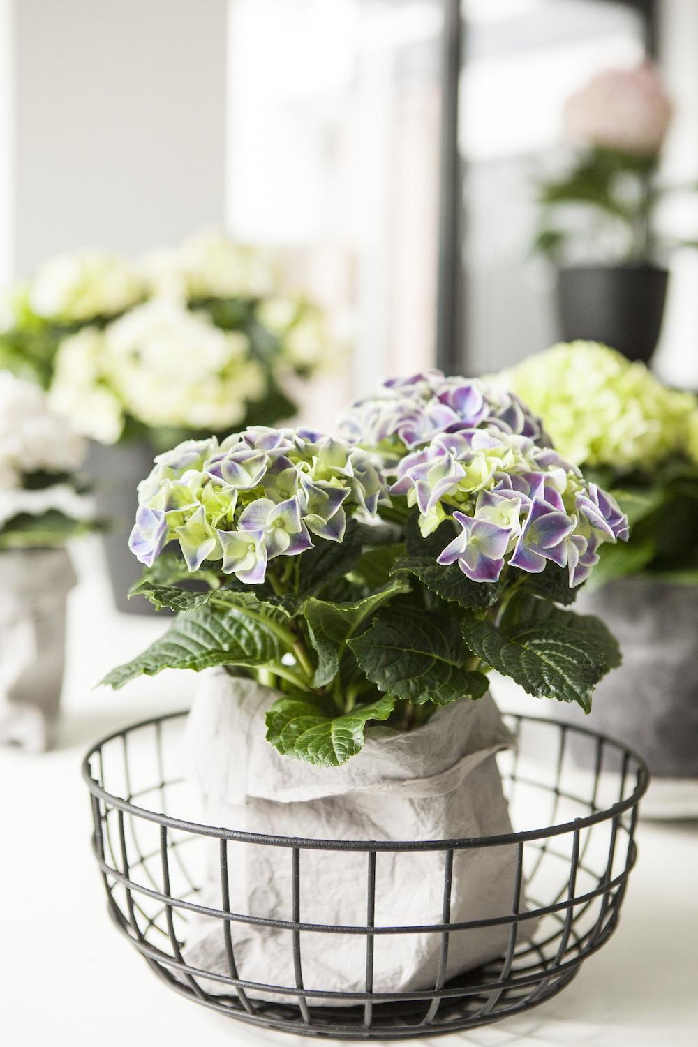 Styling ID Tips en Trends Haal fleur en kleur in huis met Hortensias 11