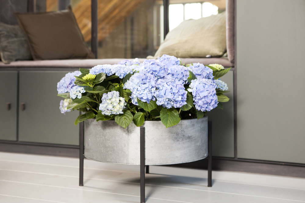 Styling ID Tips en Trends Haal fleur en kleur in huis met Hortensias 9
