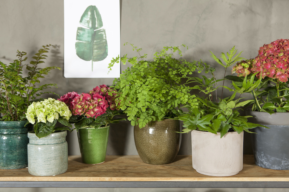 Styling ID Tips en Trends Haal fleur en kleur in huis met Hortensias 7.jpg