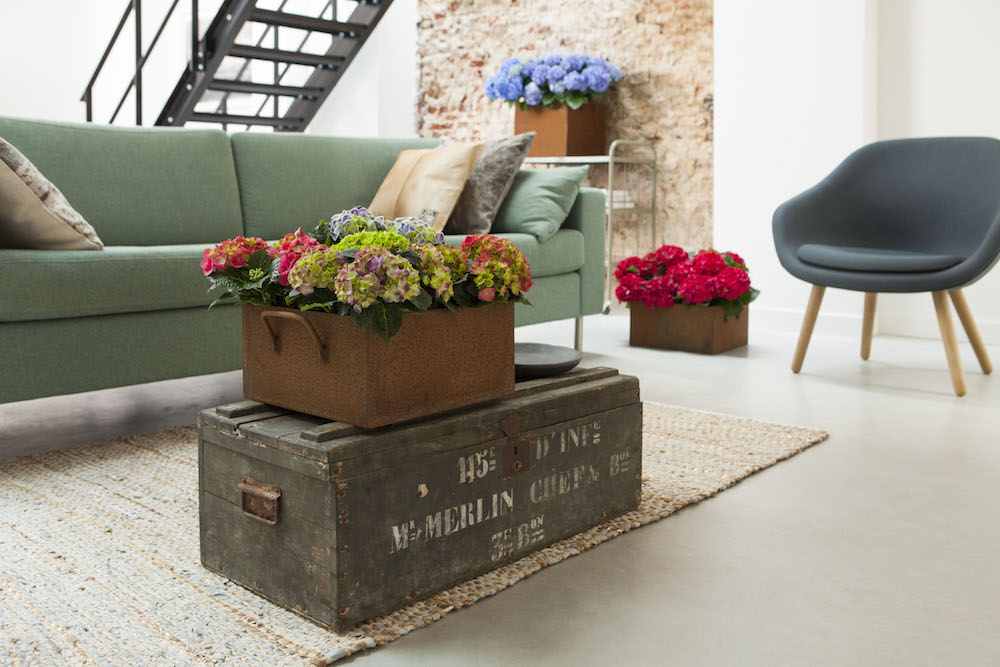 Styling ID Tips en Trends Haal fleur en kleur in huis met Hortensias 7.jpg