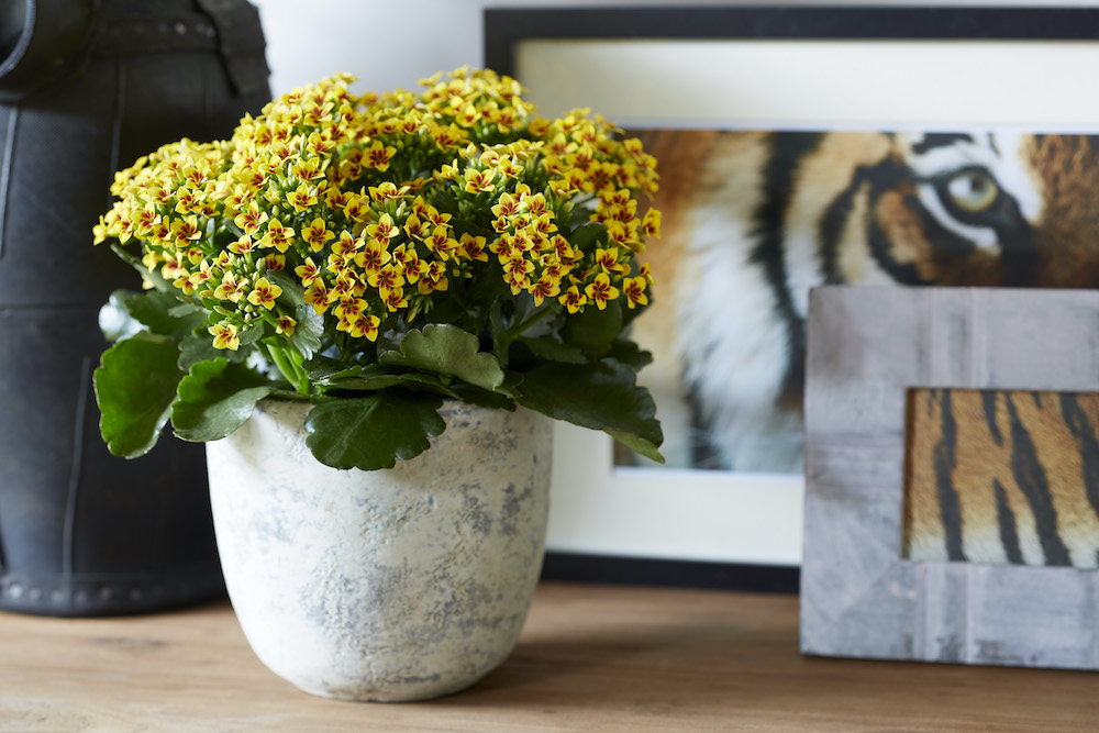 Styling ID Tips en trends Groene energie met kleur in je interieur 4