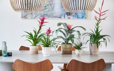 Genieten van de bruisende bromelia