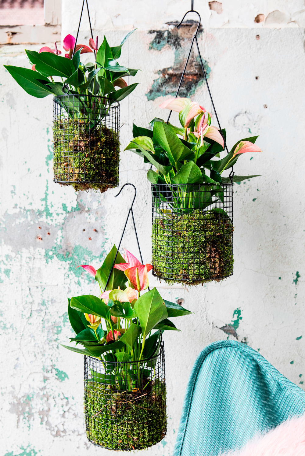 kleurrijke-kamerplant-met-hartvormige-bloemen hang