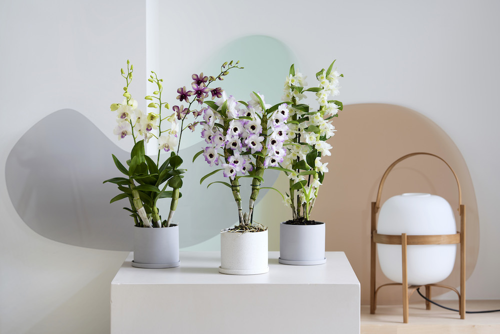 trend-orchideeenjungle-in-huis 2