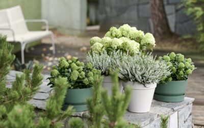 Nazomeren met herfstplanten